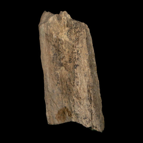 2.1" Tyrannosaurus Rex Fossil Bone Dinosaur Lance Creek Formation Wyoming COA - Fossil Age Minerals