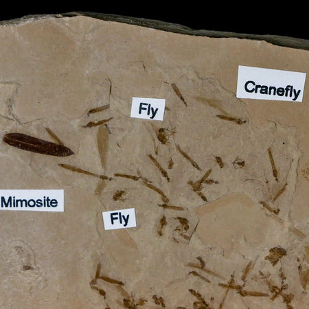 Fossil Crane Flies, Fly, Mimosite Mass Mortality Plate Insect Green River UT Eocene Age