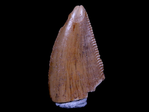 0.7" Majungasaurus Serrated Fossil Tooth Cretaceous Dinosaur Madagascar COA - Fossil Age Minerals