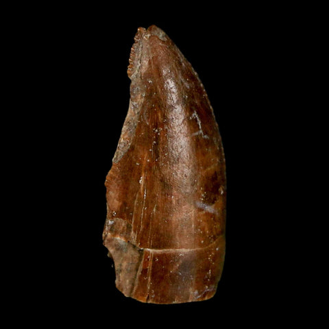 1" Majungasaurus Serrated Fossil Tooth Cretaceous Dinosaur Madagascar COA - Fossil Age Minerals