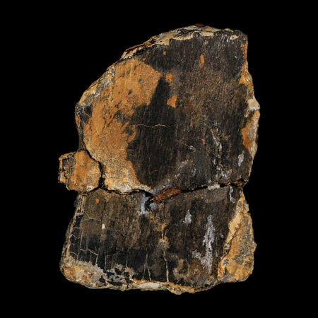 2.6" Stegosaurus Fossil Vertebrae process Bone Morrison FM WY Jurassic Dinosaur COA