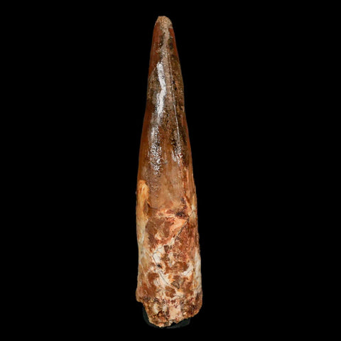 XL 3.9" Spinosaurus Fossil Tooth 100 Million Years Old Cretaceous Dinosaur COA - Fossil Age Minerals