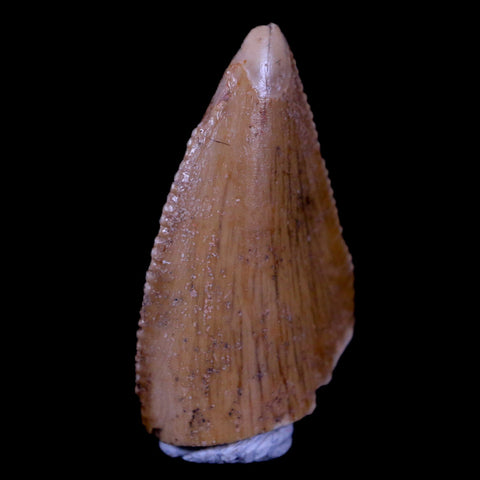 0.7" Majungasaurus Serrated Fossil Tooth Cretaceous Dinosaur Madagascar COA - Fossil Age Minerals