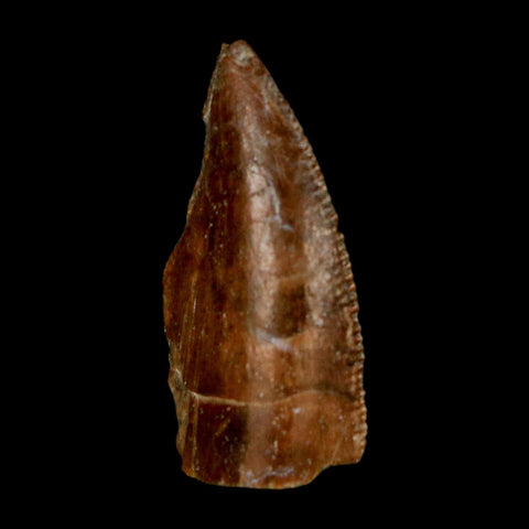 1" Majungasaurus Serrated Fossil Tooth Cretaceous Dinosaur Madagascar COA - Fossil Age Minerals