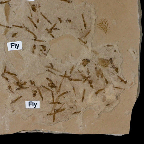Fossil Crane Flies, Fly, Mimosite Mass Mortality Plate Insect Green River UT Eocene Age - Fossil Age Minerals