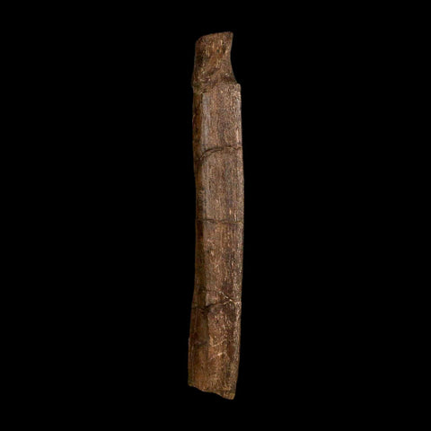 5.9" Hadrosaur Dinosaur Fossil Rib Bone Hell Creek FM Montana COA Metal Stand