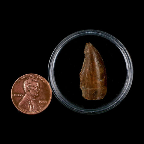 1" Majungasaurus Serrated Fossil Tooth Cretaceous Dinosaur Madagascar COA - Fossil Age Minerals