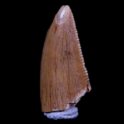0.7" Majungasaurus Serrated Fossil Tooth Cretaceous Dinosaur Madagascar COA - Fossil Age Minerals