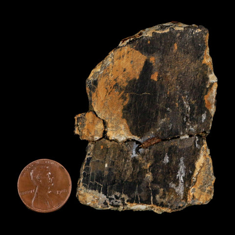 2.6" Stegosaurus Fossil Vertebrae process Bone Morrison FM WY Jurassic Dinosaur COA
