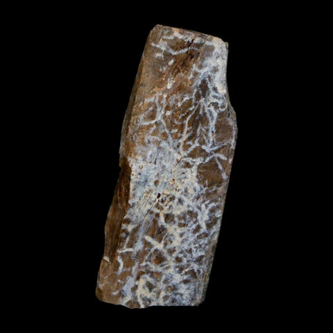 1.6" Tyrannosaurus Rex Fossil Bone Dinosaur Lance Creek Formation Wyoming COA - Fossil Age Minerals