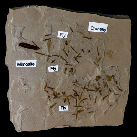 Fossil Crane Flies, Fly, Mimosite Mass Mortality Plate Insect Green River UT Eocene Age - Fossil Age Minerals