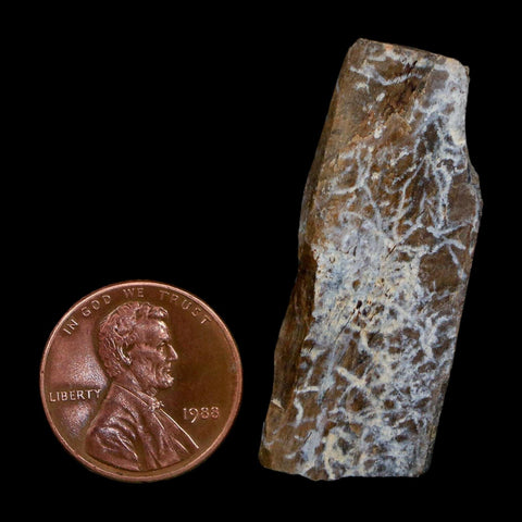 1.6" Tyrannosaurus Rex Fossil Bone Dinosaur Lance Creek Formation Wyoming COA - Fossil Age Minerals