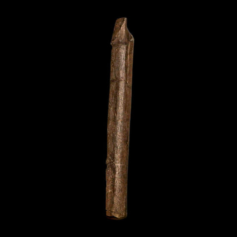 5.9" Hadrosaur Dinosaur Fossil Rib Bone Hell Creek FM Montana COA Metal Stand