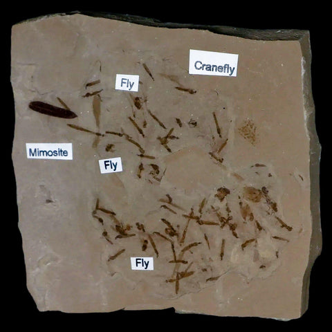 Fossil Crane Flies, Fly, Mimosite Mass Mortality Plate Insect Green River UT Eocene Age - Fossil Age Minerals