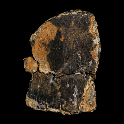 2.6" Stegosaurus Fossil Vertebrae process Bone Morrison FM WY Jurassic Dinosaur COA