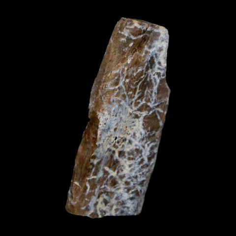 1.6" Tyrannosaurus Rex Fossil Bone Dinosaur Lance Creek Formation Wyoming COA - Fossil Age Minerals