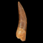 XL 2.1" Plesiosaur Zarafasaura Tooth Fossil Cretaceous Dinosaur Era COA, Stand