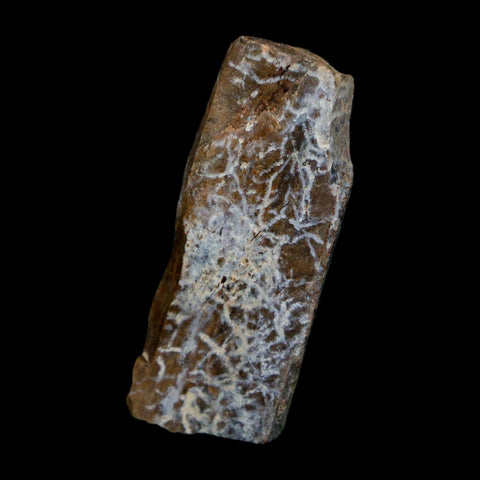 1.6" Tyrannosaurus Rex Fossil Bone Dinosaur Lance Creek Formation Wyoming COA - Fossil Age Minerals