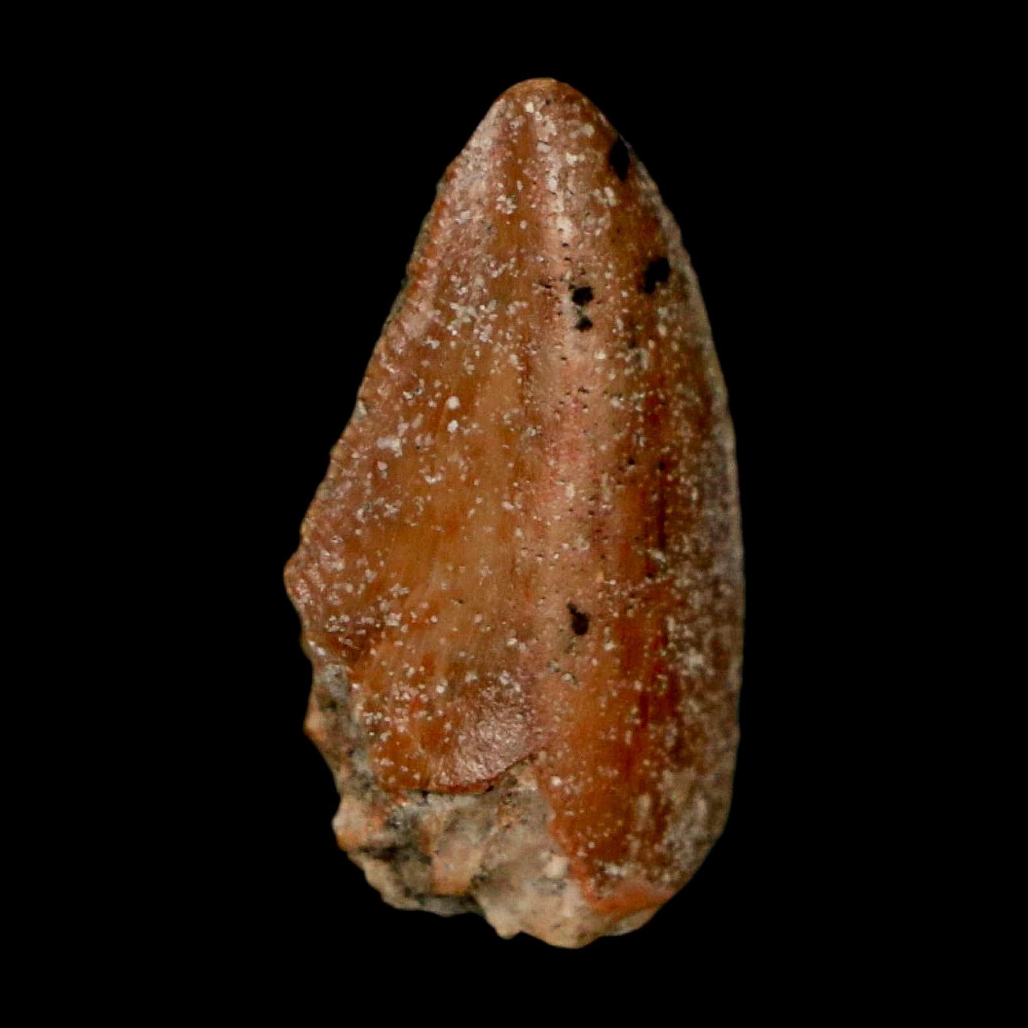 0.8" Majungasaurus Serrated Fossil Tooth Cretaceous Dinosaur Madagascar COA - Fossil Age Minerals