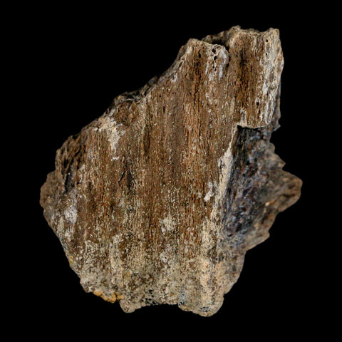 1.8" Brachylophosaurus Fossil Jaw Section Cretaceous Dinosaur Judith River FM MT COA