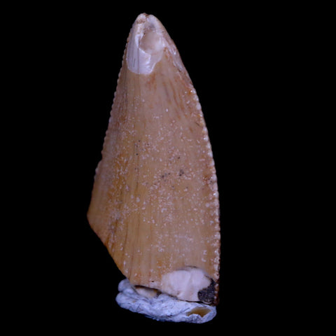 0.7" Majungasaurus Serrated Fossil Tooth Cretaceous Dinosaur Madagascar COA - Fossil Age Minerals