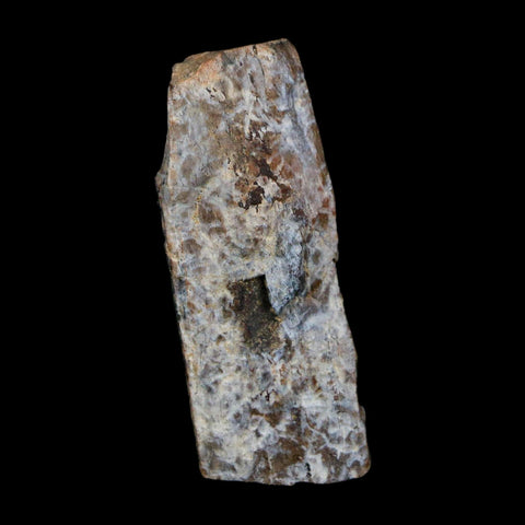 1.6" Tyrannosaurus Rex Fossil Bone Dinosaur Lance Creek Formation Wyoming COA - Fossil Age Minerals