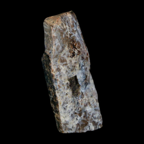 1.6" Tyrannosaurus Rex Fossil Bone Dinosaur Lance Creek Formation Wyoming COA - Fossil Age Minerals