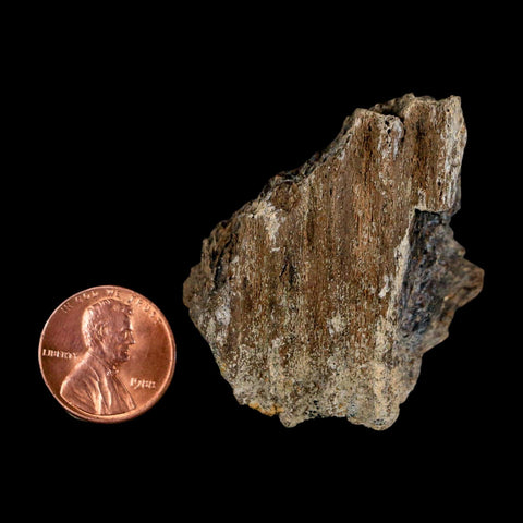 1.8" Brachylophosaurus Fossil Jaw Section Cretaceous Dinosaur Judith River FM MT COA