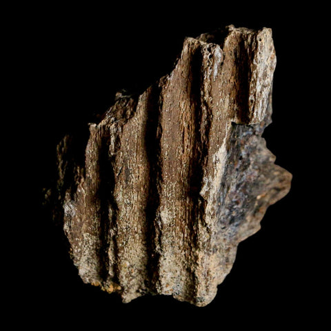 1.8" Brachylophosaurus Fossil Jaw Section Cretaceous Dinosaur Judith River FM MT COA