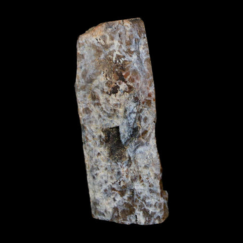 1.6" Tyrannosaurus Rex Fossil Bone Dinosaur Lance Creek Formation Wyoming COA - Fossil Age Minerals