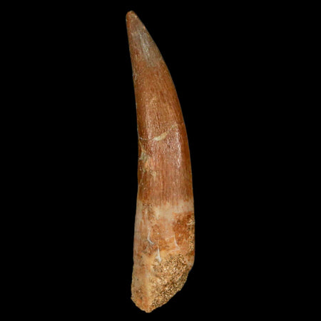 XL 2.2" Plesiosaur Zarafasaura Tooth Fossil Cretaceous Dinosaur Era COA, Stand