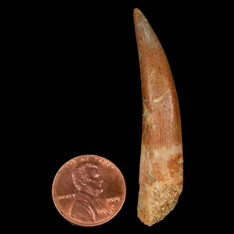 XL 2.2" Plesiosaur Zarafasaura Tooth Fossil Cretaceous Dinosaur Era COA, Stand