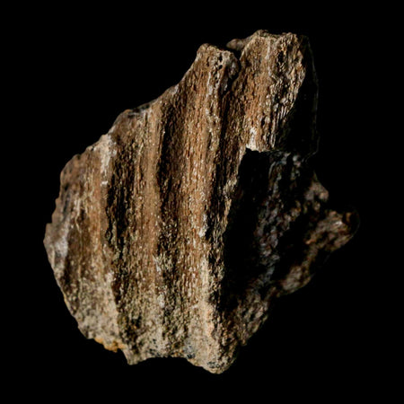 1.8" Brachylophosaurus Fossil Jaw Section Cretaceous Dinosaur Judith River FM MT COA