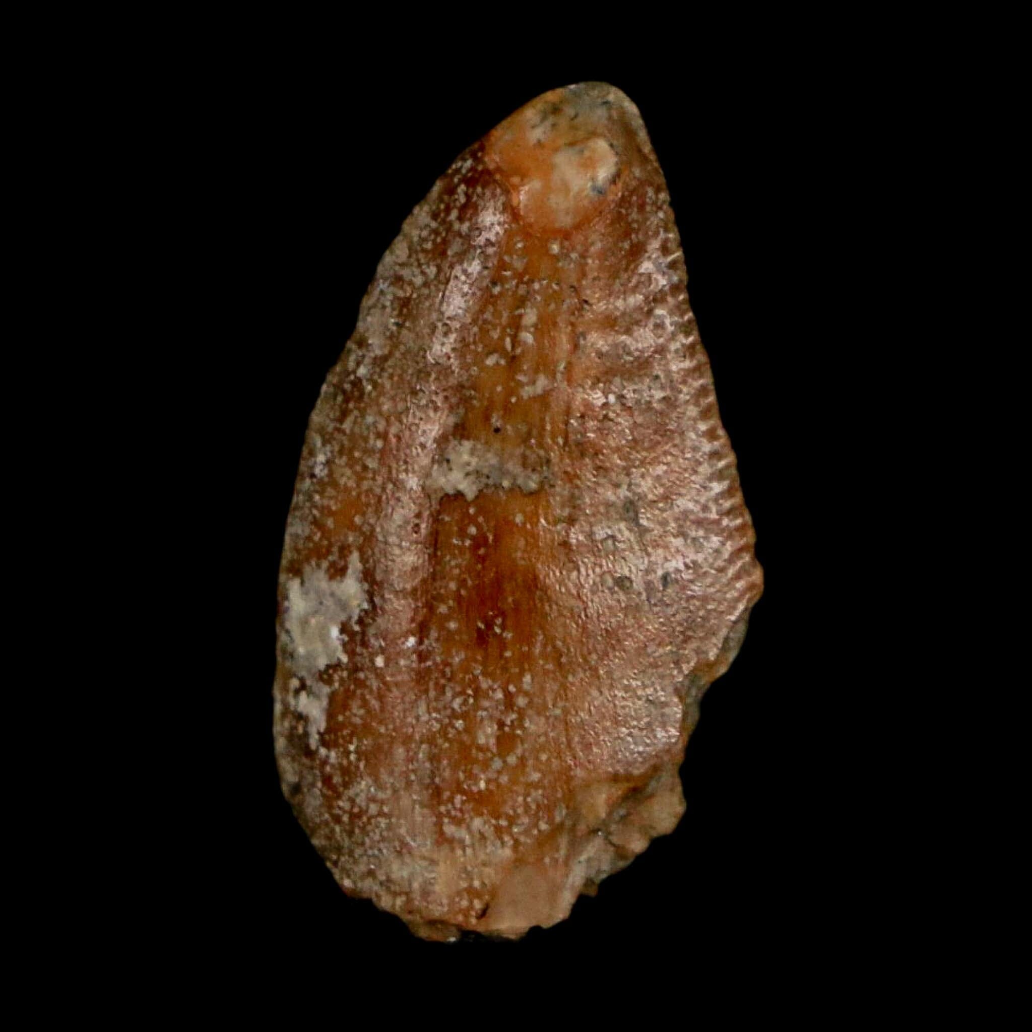 0.8" Majungasaurus Serrated Fossil Tooth Cretaceous Dinosaur Madagascar COA - Fossil Age Minerals