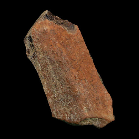 1.5" Tyrannosaurus Rex Fossil Bone Dinosaur Lance Creek Formation Wyoming COA - Fossil Age Minerals