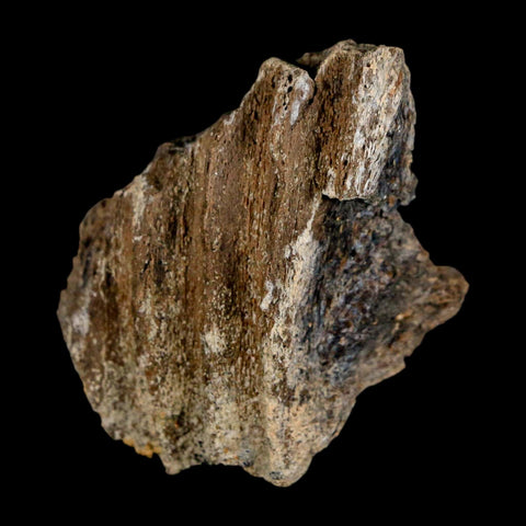 1.8" Brachylophosaurus Fossil Jaw Section Cretaceous Dinosaur Judith River FM MT COA