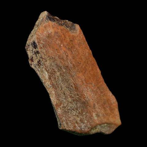 1.5" Tyrannosaurus Rex Fossil Bone Dinosaur Lance Creek Formation Wyoming COA - Fossil Age Minerals