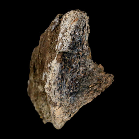 1.8" Brachylophosaurus Fossil Jaw Section Cretaceous Dinosaur Judith River FM MT COA