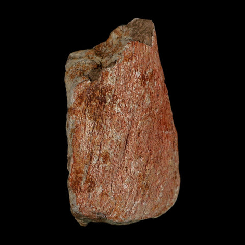 2.4" Stegosaurus Fossil Bone Specimen Bone Morrison FM WY Jurassic Age Dinosaur COA