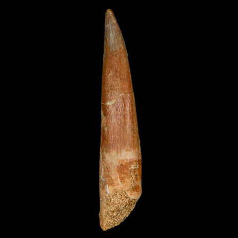 XL 2.2" Plesiosaur Zarafasaura Tooth Fossil Cretaceous Dinosaur Era COA, Stand