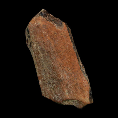 1.5" Tyrannosaurus Rex Fossil Bone Dinosaur Lance Creek Formation Wyoming COA - Fossil Age Minerals
