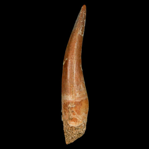 XL 2.2" Plesiosaur Zarafasaura Tooth Fossil Cretaceous Dinosaur Era COA, Stand