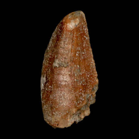 0.8" Majungasaurus Serrated Fossil Tooth Cretaceous Dinosaur Madagascar COA - Fossil Age Minerals