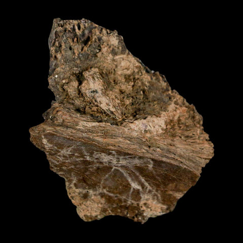 1.8" Brachylophosaurus Fossil Jaw Section Cretaceous Dinosaur Judith River FM MT COA