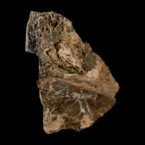 1.8" Brachylophosaurus Fossil Jaw Section Cretaceous Dinosaur Judith River FM MT COA