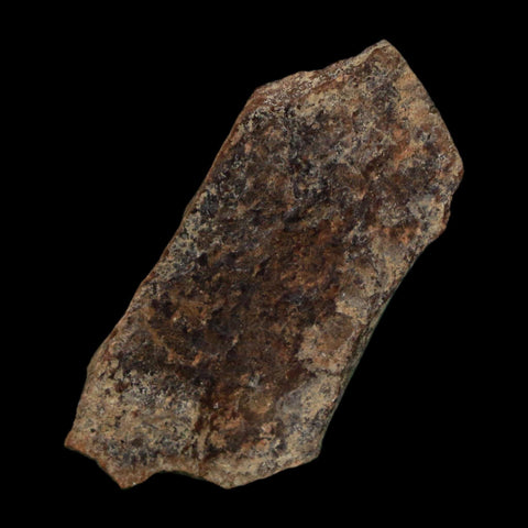 1.5" Tyrannosaurus Rex Fossil Bone Dinosaur Lance Creek Formation Wyoming COA - Fossil Age Minerals