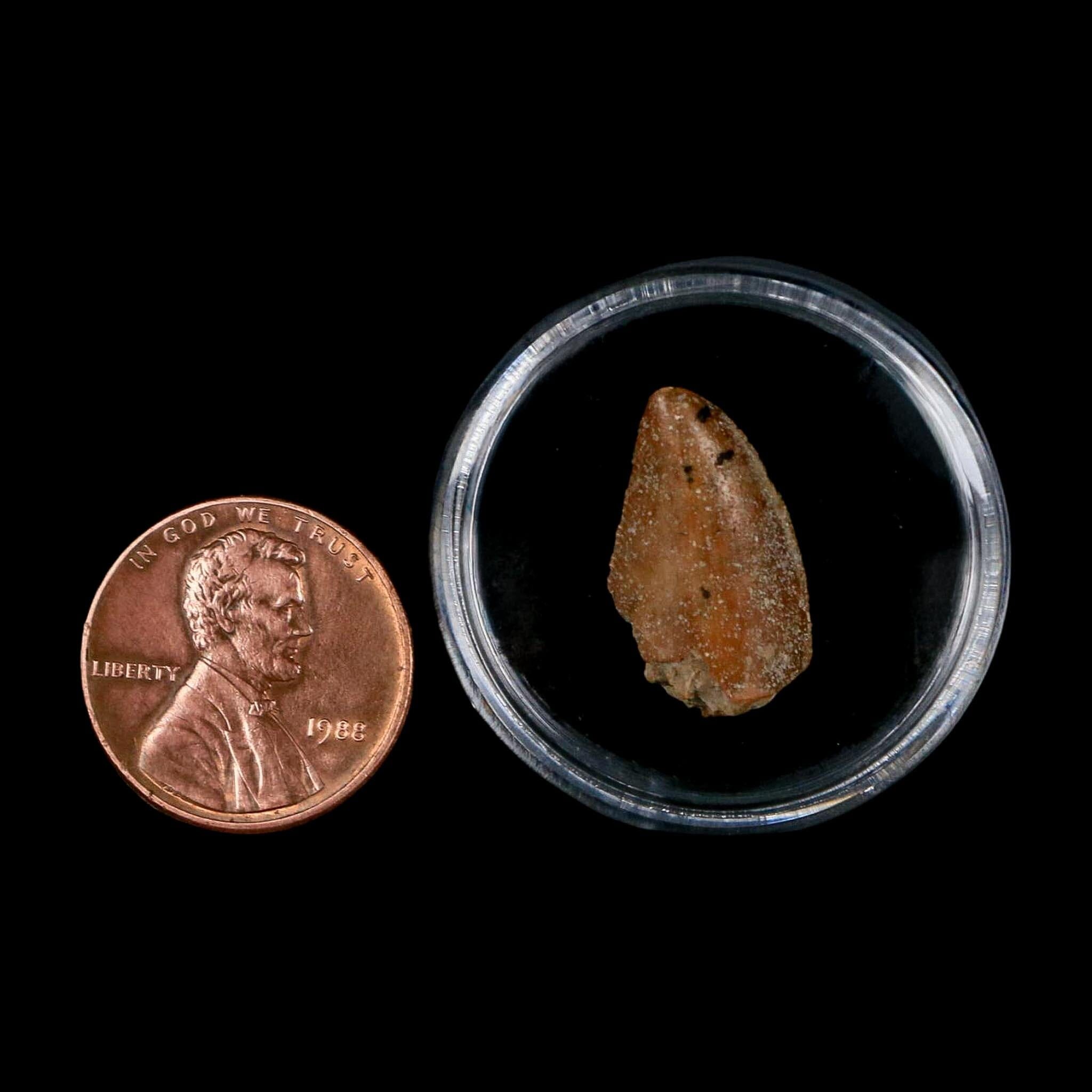 0.8" Majungasaurus Serrated Fossil Tooth Cretaceous Dinosaur Madagascar COA - Fossil Age Minerals