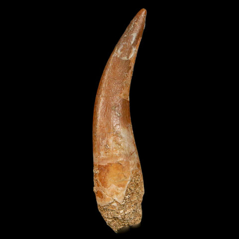 XL 2.2" Plesiosaur Zarafasaura Tooth Fossil Cretaceous Dinosaur Era COA, Stand