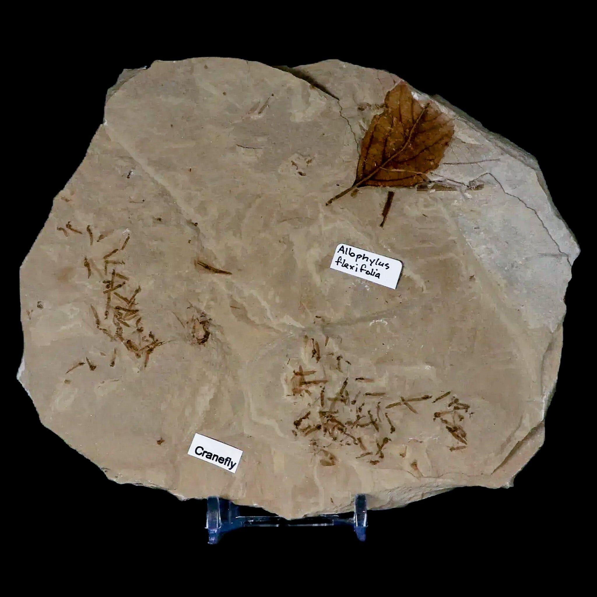 Fossil Crane Flies, Allophylus Leaf Mass Mortality Plate Insect Green River UT Eocene Age - Fossil Age Minerals