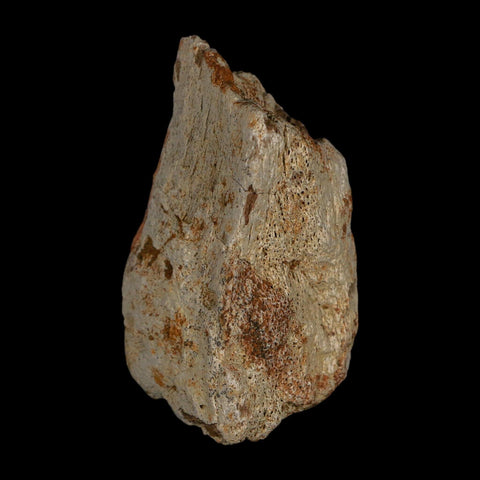 2.4" Stegosaurus Fossil Bone Specimen Bone Morrison FM WY Jurassic Age Dinosaur COA